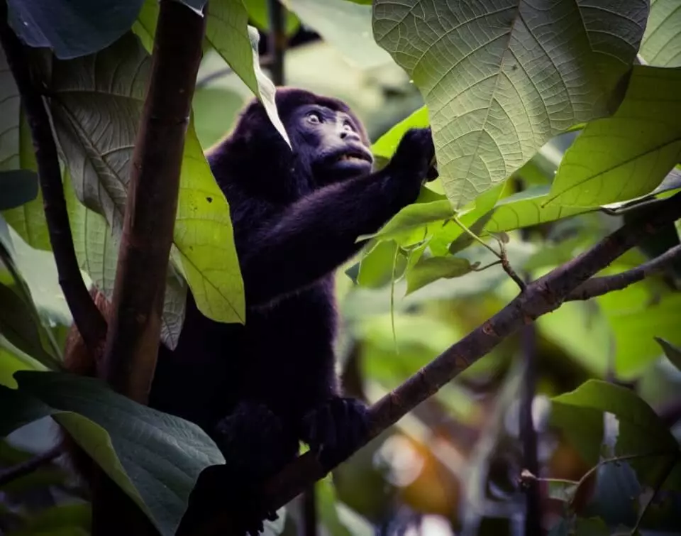 Mono congo de manto en el dosel del bosque de Costa Rica